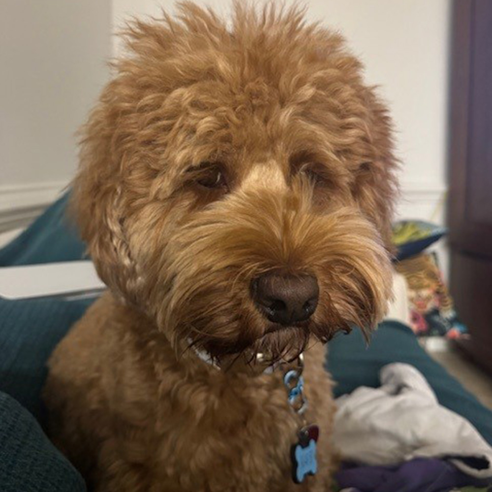 Ted E. Bear - Personal Assistant to the Executive Staff at the von Herrmann Law Firm